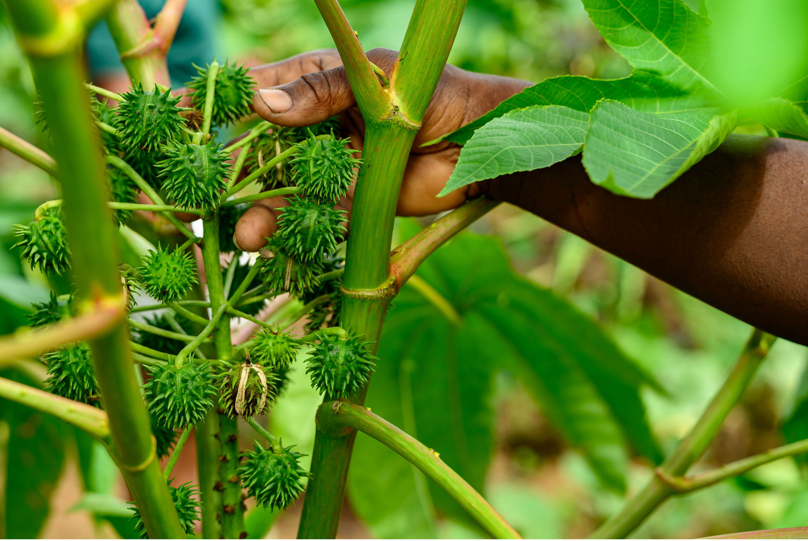 Castor Plant